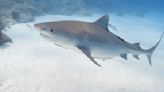 Cómo tiburones tigre equipados con cámaras revelaron el mayor ecosistema de praderas marinas del mundo