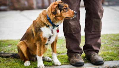 A new test could mean the end of one cause of genetic blindness in dogs