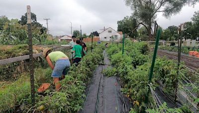 St. Paul's Urban Roots is helping people grow food and job skills at the same time