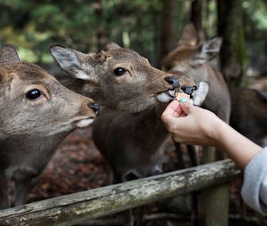 Japan may be sick of mass tourism. But the deer in this ancient UNESCO-listed city love it
