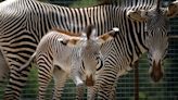 UK conservationists helping protect rare zebras from pipeline scheme in Kenya