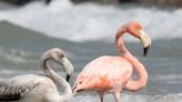 'Make a sandwich, we're going:' Flamingos draw a crowd to Port Washington