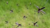 Proactive Measures Underway To Stop Mosquitoes In South Florida | Real Radio 104.1 | Florida News