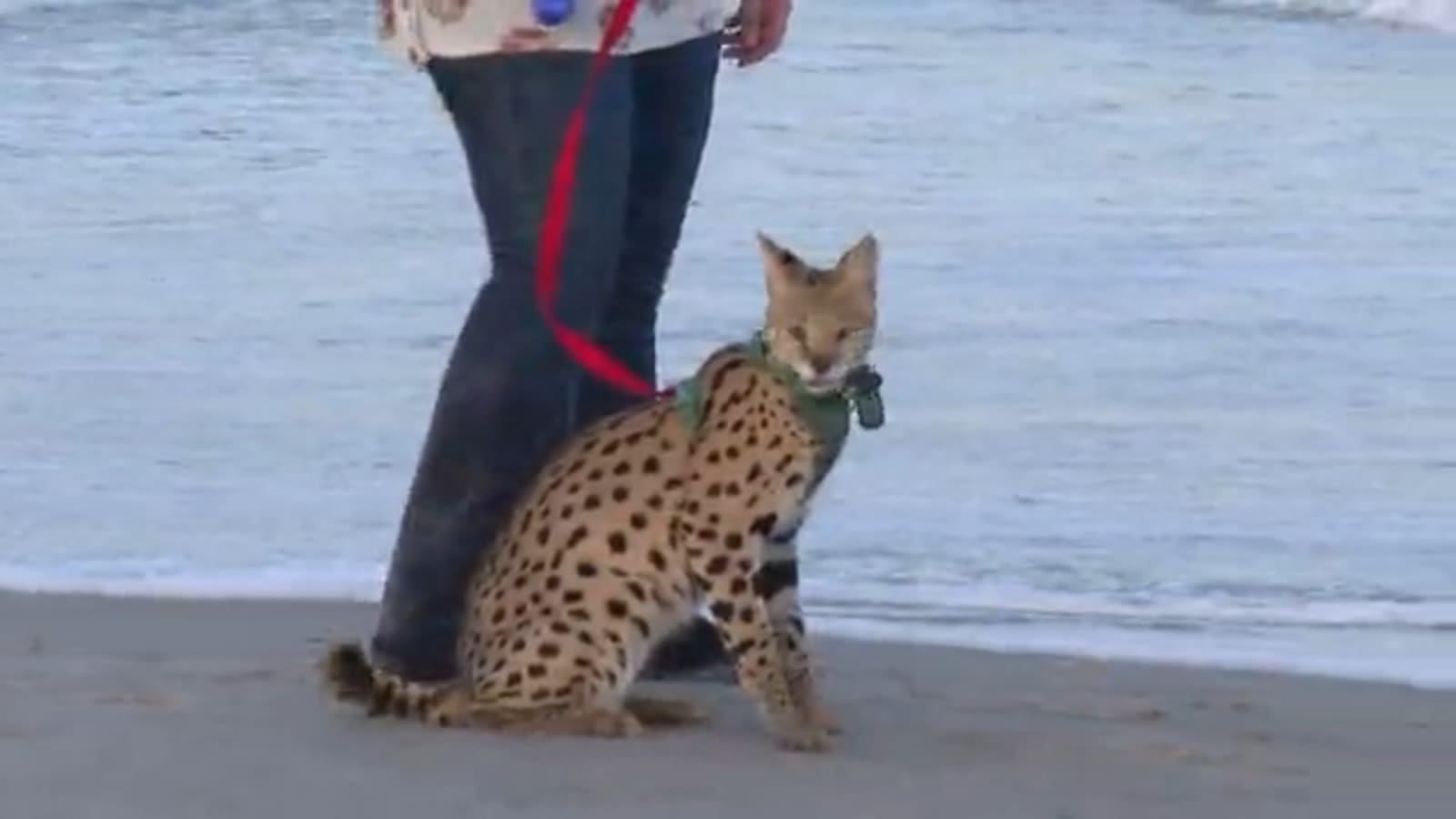 Exotic African wild cat causes stir on North Carolina beach