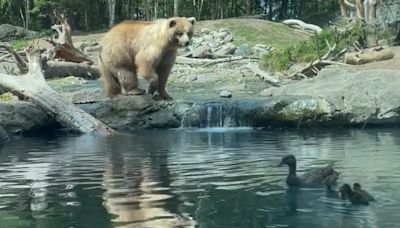 Bear eats family of ducks as children and parents watch in horror: See the video