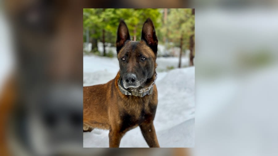 Fresno County Sheriff K-9 Arco passes away, deputies say