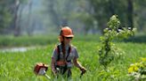 What to know about the aggressive grass taking over forests along the upper Mississippi River