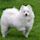 American Eskimo Dog