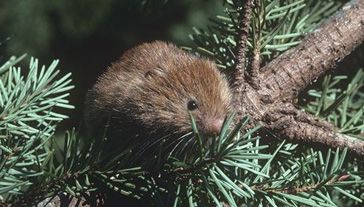 Conservation groups suing federal agency over plight of harbinger tree species