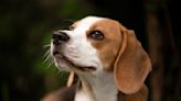 4000 beagles criados para la investigación encuentran hogares y mejores amigos