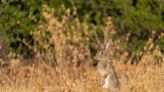 No son conejos híbridos, son conejos hambrientos por la falta de alimento natural