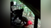 Video: Oreros agreden a guardaparques mientras intentaban huir en Corcovado | Teletica