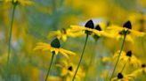 Native annuals serve a special function in healing the landscape, especially after a flood, windstorm or fire