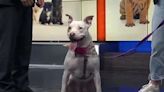 Furever Friday: Delta looking for her forever home
