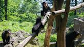 Meet the 3 adorable Andean bear cubs debuting at Queens Zoo