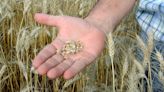 Con buena fertilización y tecnología, apuntan a lograr un rinde récord de trigo en la principal zona agrícola