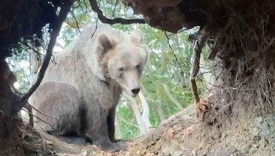 Influencer films himself inside bear's den... as beast returns home