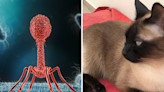 Cat saved from multidrug-resistant infection by experimental therapy