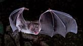 Bat found outside of elementary school tests positive for rabies, the first case in El Paso County in 2024