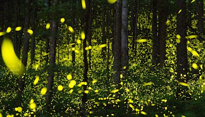 How to see synchronous fireflies in Great Smoky Mountains: 2024 lottery, dates announced