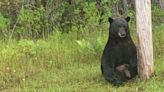 El oso triste de Florida: el animal que se asentó a un costado de la carretera por el estrés