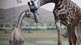 Toronto Zoo’s 2-year-old Masai giraffe dies during castration procedure