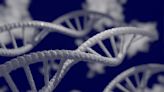 Scientists sequence Y chromosome linked to male development