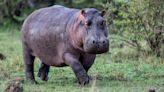 When hippos ‘fly’: Scientists discover that the giant creatures can become airborne