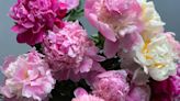Run to Trader Joe's: Peonies Are Back (And So Is This Other Favorite Item)