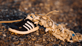 Human Feet Sailing In Sneakers Offer A Unique Opportunity For Marine Forensics