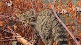 Wildcats to be released in Cairngorms after licence approved