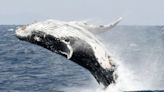 Blue whales found to swallow 10 million microplastic pieces daily