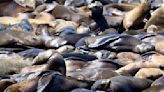 An anchovy feast draws a crush of sea lions to one of San Francisco's piers, the most in 15 years