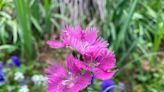 Pretty in pink comes in three shades at the Goodwood Spring Plant Sale