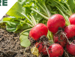 How to Grow Radishes (in the Ground, in Raised Beds, or in Containers)