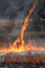 What is a Firenado? | Wonderopolis