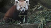 Red panda cub arrives at Buffalo Zoo from South Carolina