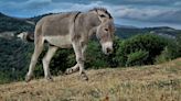 Cuidado: Carne de burro no es apta para el consumo humano