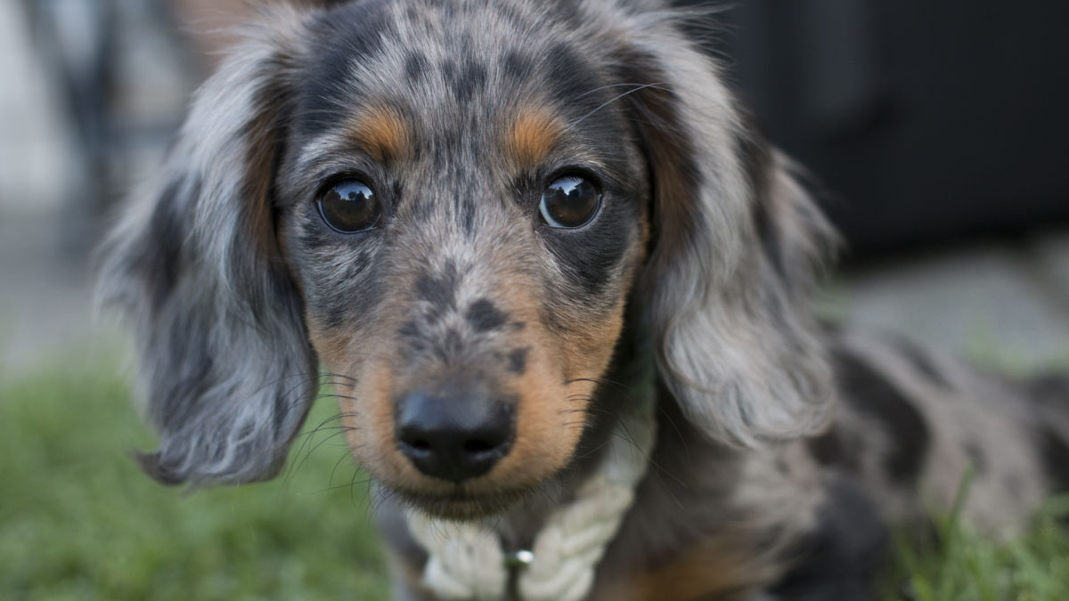 Dachshund Dad's Funny Message About Having a 'Clingy' Pup Is All Too Relatable