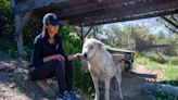 Calif.'s most unusual therapy involves illegal wolf hybrids