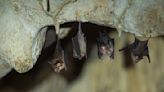 Scientists Find a New Coronavirus in Bats That Is Resistant to Current Vaccines