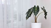 How To Grow And Care For Alocasia Houseplants