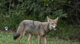 Palm Beach residents urged to protect pets from coyotes