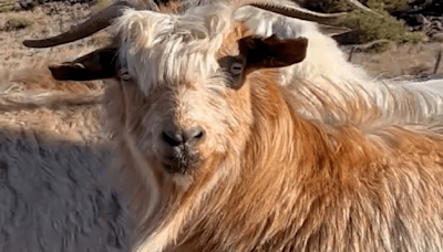 Video | ¡La cabra Messi existe! Y está en el norte de Neuquén: te dice «qué mirá’ bobo» - Diario Río Negro