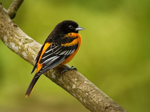 Counter-drug strategies in Central America are worsening deforestation, threatening many species of birds