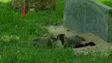 MARMOT INFESTATION: Poison apparently being used to combat rock chuck invasion of Mountain View Cemetery