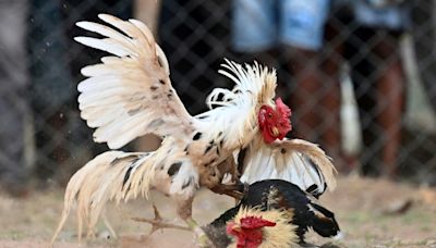 Las peleas de gallos, todavía en auge en remotos pueblos de India