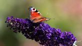 Public urged to count butterflies amid climate crisis threat