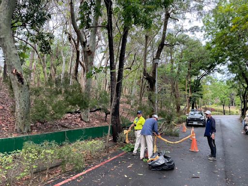 高雄男散步澄清湖步道突遭樹倒慘壓 頭破重創送醫不治