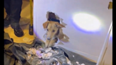 Dog gets trapped in wall underneath tub — so rescuers bring out hammer, CA video shows